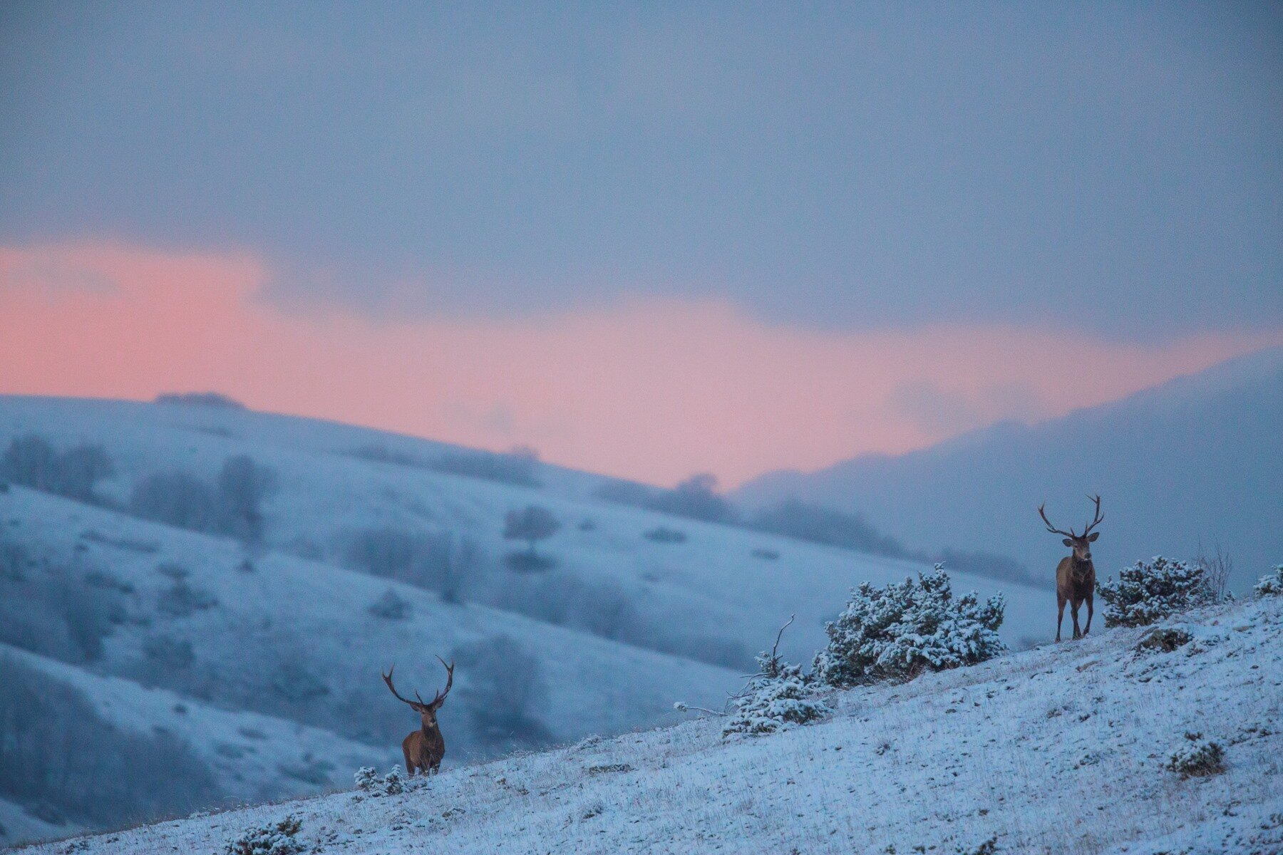 Due splendidi cervi si muovono al tramonto in un'atmosfera caratterizzata dalla prima neve in Abruzzo | © Bruno D'Amicis - Wildlife Adventures Escursioni guidate e wildlife watching in Abruzzo. Esemplari di cervo al tramonto nella neve | © Bruno D'Amicis - Wildlife Adventures