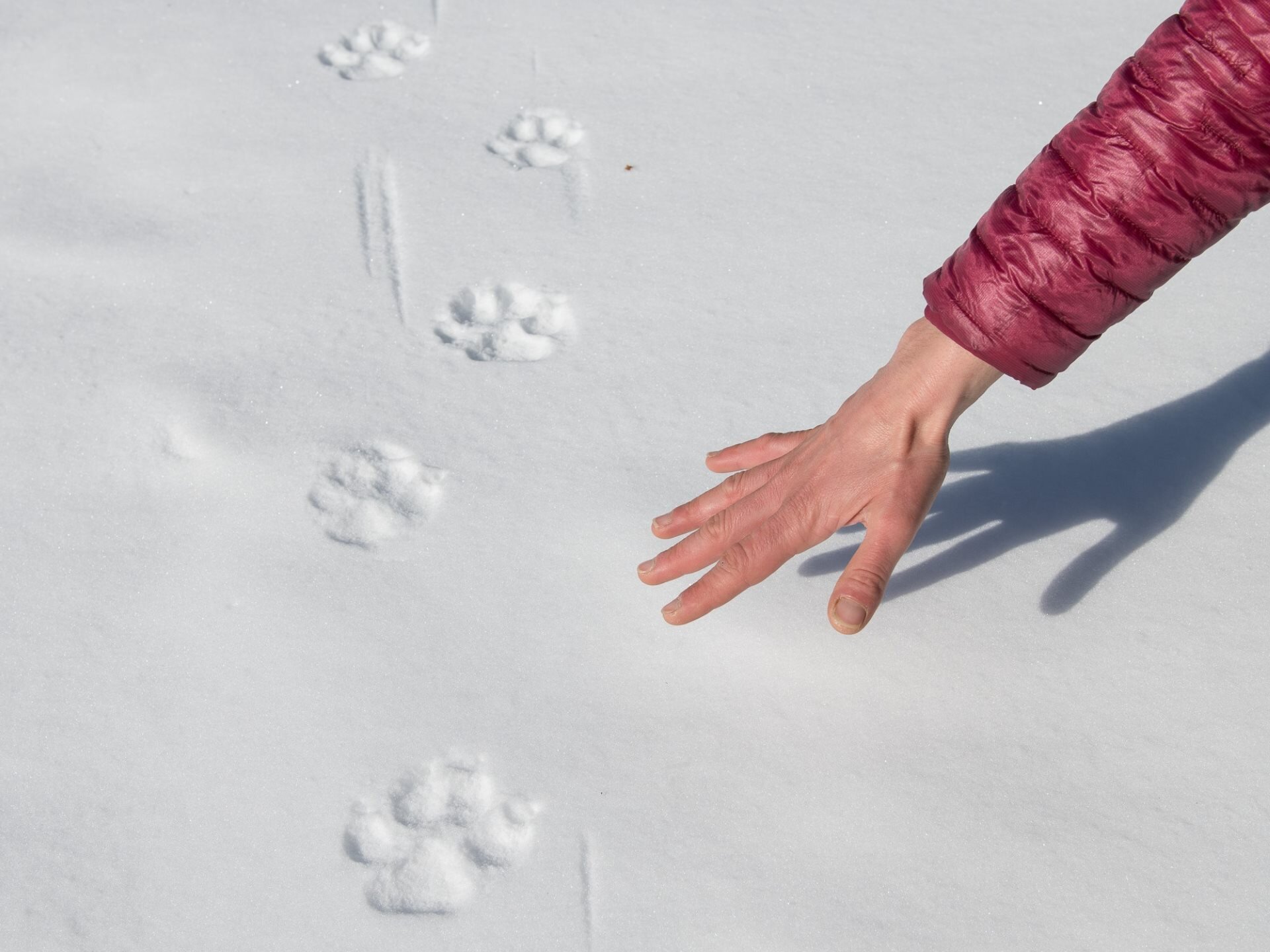 Wildlife Adventures - Watching | © Archivio Wildlife Adventures Wildlife Adventures - Watching | © Archivio Wildlife Adventures