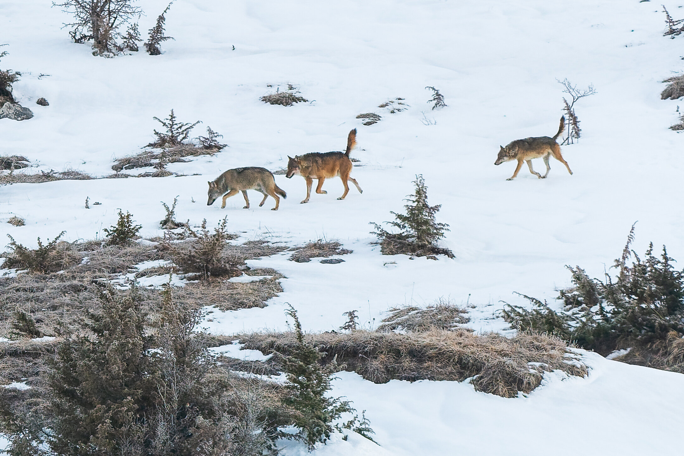 Wolf Tracking in Abruzzo Wolf Tracking in Abruzzo